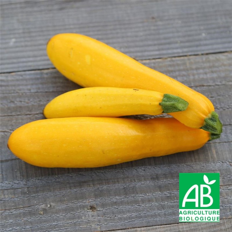 15 Graines De Courgette Jaune Atena Polka F1 - Variété Précoce Et Productive - Pour Potager - Planète Graines